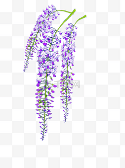 紫藤萝瀑布图片_手绘紫藤萝装饰花卉