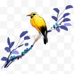 鸟的图片_蓝色树枝上的黄鹂