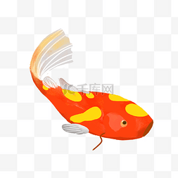 手绘红色鲤鱼