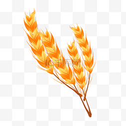 大麦小麦农作物粮食