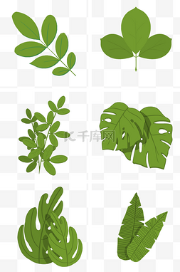 绿色植物叶子