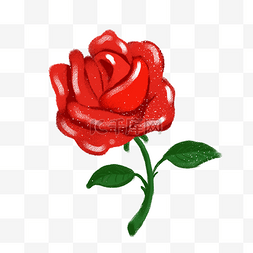 手绘红色玫瑰花插画
