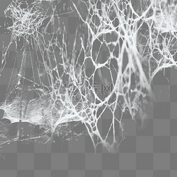 白色网状蜘蛛网