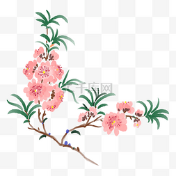 单瓣栀子花图片_手绘春季樱花插画