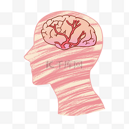 脑子真人图片_透明人体大脑手绘素材
