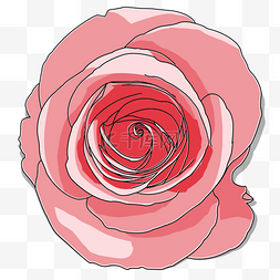 玫瑰花粉色花朵浪漫七夕情人节