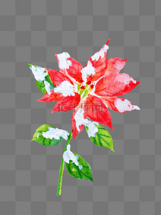 一品红手绘图片_一品红手绘素材-一品红手绘图片大全-千库网