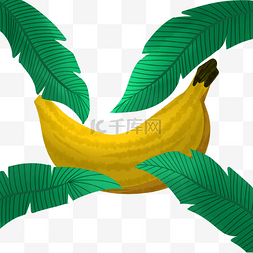 芭蕉叶大香蕉