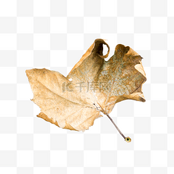 枯萎的树和草图片_实拍秋天枯萎落叶叶子