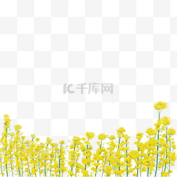 油菜花风景图片_油菜花手绘插画免费下载