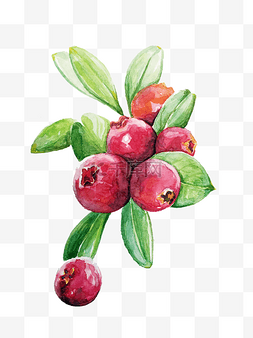 手绘叶子果子图片_手绘蔓越莓水果插画