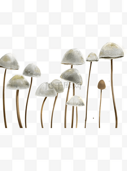 简约美丽白色蘑菇元素
