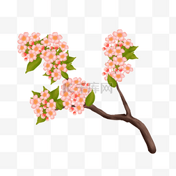 手绘粉色植物樱花