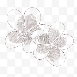 花卉绿植手绘图片_手绘鸡蛋花线描插画