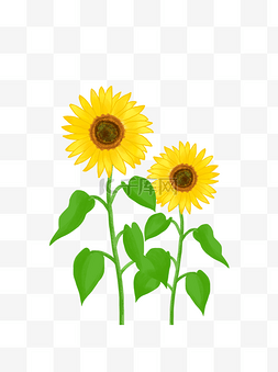叶子向日葵图片_商用花卉手绘植物太阳花葵花阳光