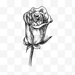 手绘线条玫瑰图片_含苞待放玫瑰花黑白手绘