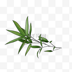 淡彩插图图片_手绘清新绿色的竹叶