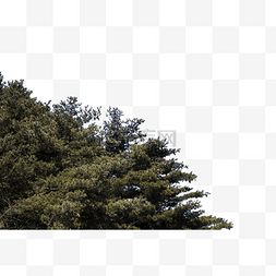 自然山水风光图片_高耸入云四季常青的松树