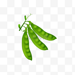 豌豆新鲜图片_手绘新鲜绿色小豌豆插画