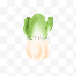 手绘蔬菜白菜插画