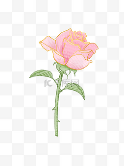 玫瑰花彩铅图片_浪漫薄纱网纱粉色玫瑰花
