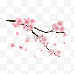 粉色手绘植物花图片_手绘植物樱花飘落插画