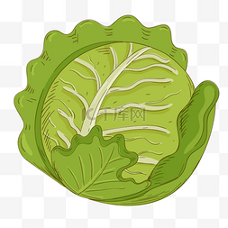 卡通食物手绘插画图片_绿色手绘卷心菜食物元素