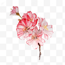 樱花春天猫图片_樱花粉色装饰花枝PNG