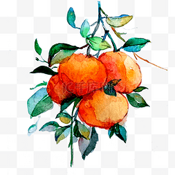 橘子柑桔丑橘水果维生素甜蜜PNG