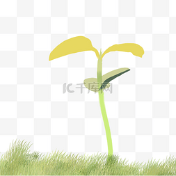 地贴贴图片_贴地的小草与长高的黄豆芽