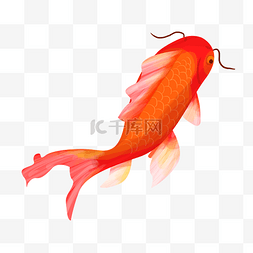 可爱海洋动物插画图片_红色可爱的锦鲤插画