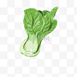 绿色简单装饰图片_绿色白菜日常蔬菜烹饪元素手绘