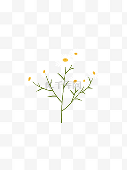 植物小菊花图片_手绘野菊花植物可商用元素