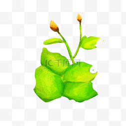 插画植物花骨朵绿色