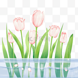 玻璃器皿玻璃器皿图片_植物科属绿植花朵郁金香