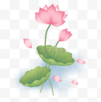 水中花图片素材_水中荷花花瓣飘落