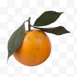 带叶子的橘子图片_橘子（png免抠）