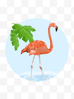 热带丛林生物图片_商用梦幻生物鸟类粉橘热带浪漫手
