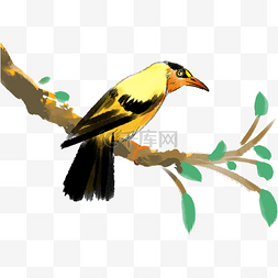 枝头的黄鹂鸟图片_停在树枝上的黄鹂