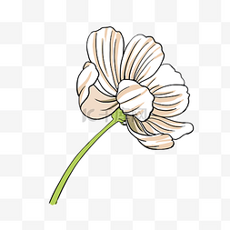 白色花儿图片_手绘植物花卉白色小清新波斯菊花