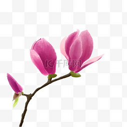 紫红色玉兰花水彩画