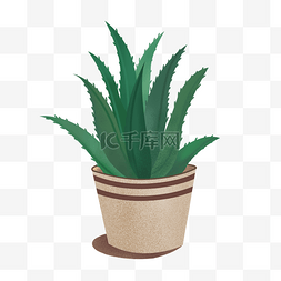 绿色带刺植物图片_小清新植物芦荟