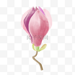 手绘植物花卉粉红色水彩玉兰花花