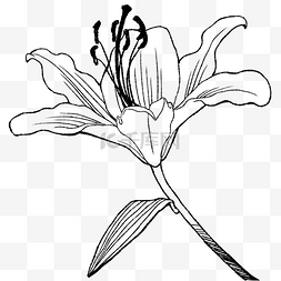 手绘线性绽放的百合花一朵