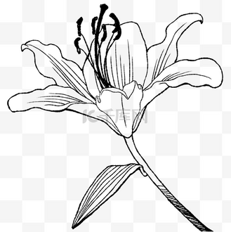 免抠元素一朵向日葵白天花朵户外绽放个人vip和企业vip免费下载摄影图