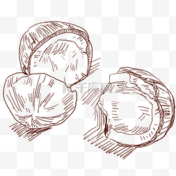 切开的椰子图片_线描椰果水果插画