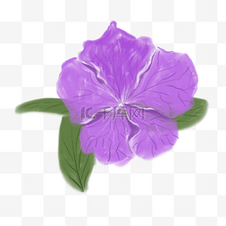 紫色花朵绿叶绘画