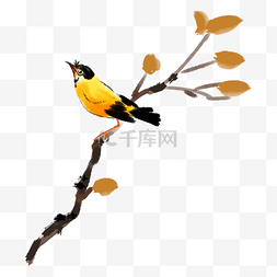 黄鹂鸟图片_树枝上的黄鹂