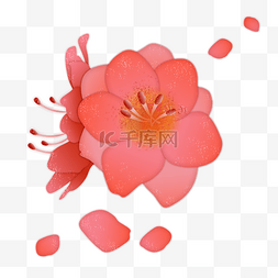 红色杜鹃花瓣花蕊实物