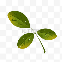 带斑点的图片_带斑点的绿色树叶插画